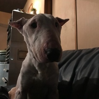 犬 アレルギー