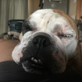 犬 アレルギー − 埼玉県