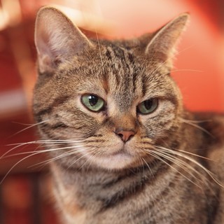 【未経験歓迎】猫カフェ＆撮影スタジオ運営の一般事務募集！の画像