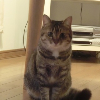 まんまるにゃんこ♀