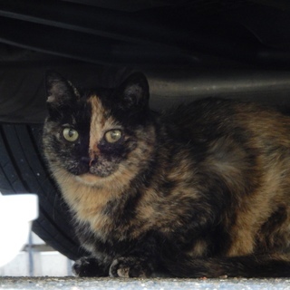 保護猫 里親募集  春ちゃん
