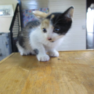 ミケネコ　女の子です - 猫