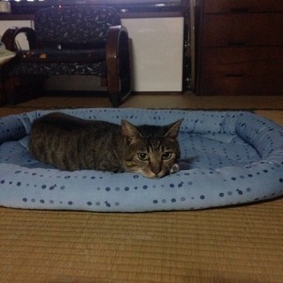 迷子猫