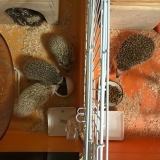 ハリネズミ 里親さん募集