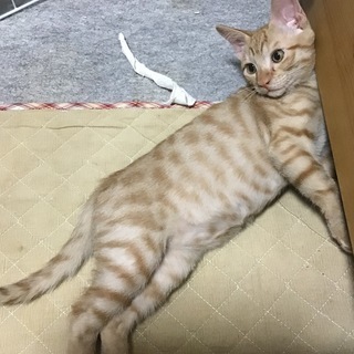4か月のキジトラ☆めっちゃ仲良し兄弟たち☆ - 里親募集