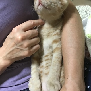 4か月のキジトラ☆めっちゃ仲良し兄弟たち☆ - 猫