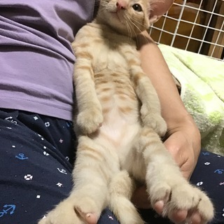 4か月のキジトラ☆めっちゃ仲良し兄弟たち☆ - 大東市