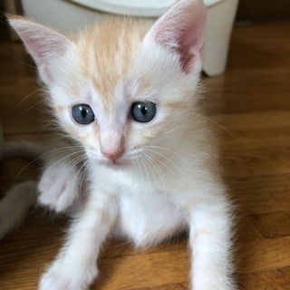 子猫の里親募集します