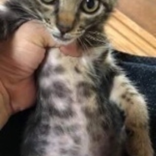 アメショー柄のメェーちゃん
