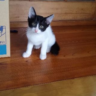 再度里親募集　　4ヶ月位の白黒模様の子猫です。女の子です。