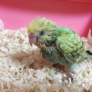 アドバイス頂いた皆様、ありがとうございました。小鳥の獣医さん。名...