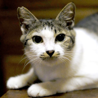 おしゃべりで人懐っこい母猫すずちゃん♪