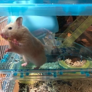 ⭐️キンクマ⭐️素敵なケージ付き