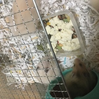 子ハムの里親さん募集