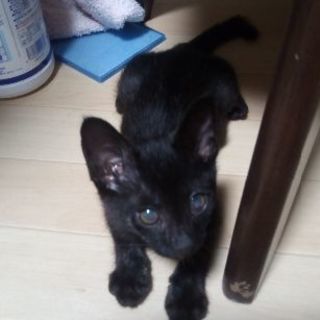 何にでも興味津々!!やんちゃな黒猫の男の子