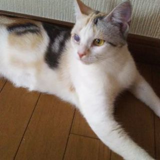 片目が不自由、純血スコの超甘えん坊 - 所沢市
