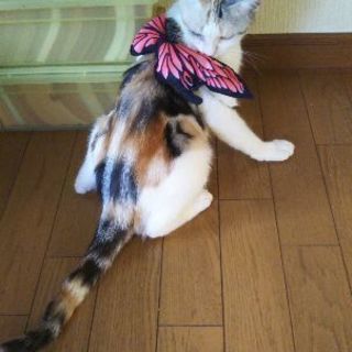 片目が不自由、純血スコの超甘えん坊 - 猫