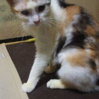 片目が不自由、純血スコの超甘えん坊 − 埼玉県