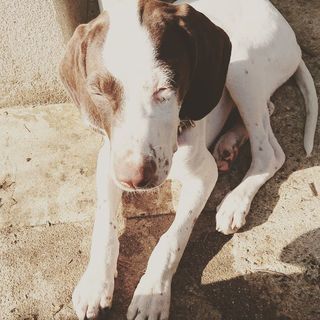 中型犬の子犬里親募集