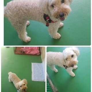 ボランティアさんの元へ行く事になりました 飼い主死亡で保健所収容...