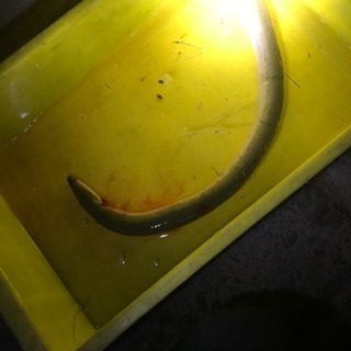 🐟🐟うなぎ釣り🐟🐟