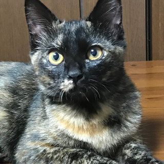 まぁるい目をしたキャンディ。