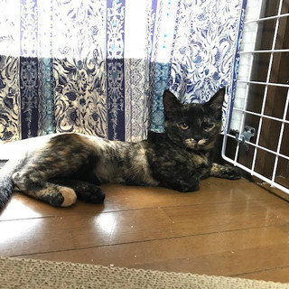 よく見て！可愛いきらら。 - 猫