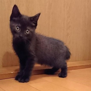 天真爛漫くろっ子コナン。
