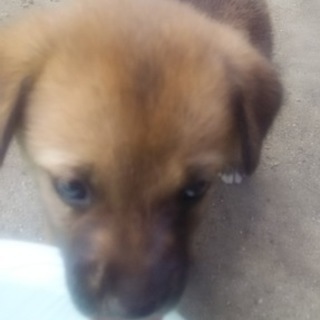 里親様募集！可愛い子犬（メス）です。