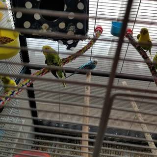 セキセイインコ5匹、羽衣セキセイインコ2匹