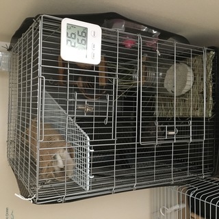 デグー（オス6カ月）と飼育用品も一式お渡しいたします！