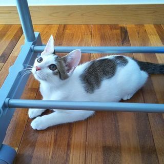 キジ白男の子🐱4～5ヶ月