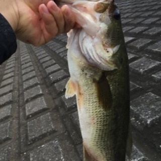バス釣り友達募集