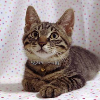 小さなアスリート☆キジトラのダイくん