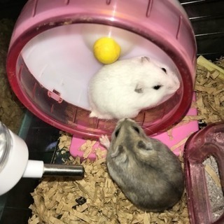 ハムスターペア