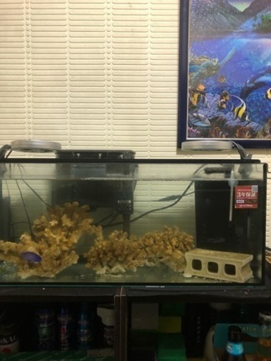 海水魚水槽