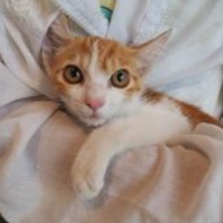子猫　茶白1匹