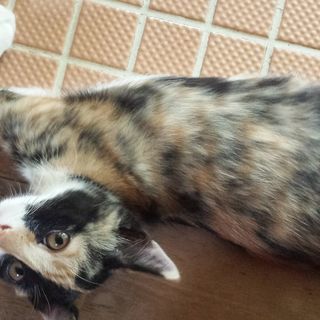 生後約3ヶ月の  ミケ♀