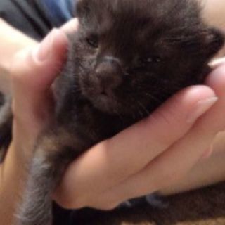 子猫の里親募集