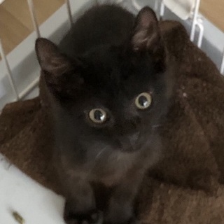 黒猫の男の子3ヶ月