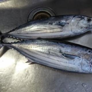 12日相模湾カツオ・マグロエビングいきませんか？