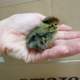 うずら(ウズラ)　ひな10羽里親決定しました！