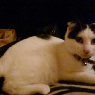探してます 迷い猫