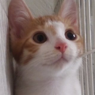 保護猫に与えるキャットフード＆トイレシート　 - 豊島区