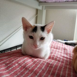 32.里親決定