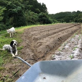 土いじり、園芸好きな方、募集します