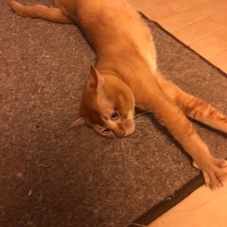 猫  男の子 推定年齢1年数ヶ月