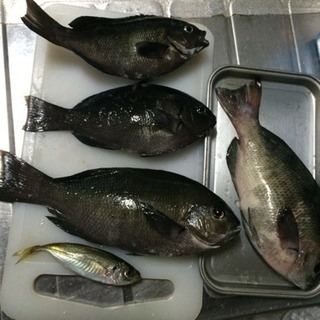 磯釣り仲間募集