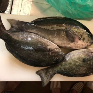 磯釣り仲間募集 - 市原市