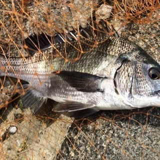 磯釣り仲間募集 - その他